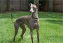Click for more info on Italian Greyhound
