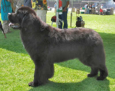 Newfoundland Dog, also called Newf or Newfie